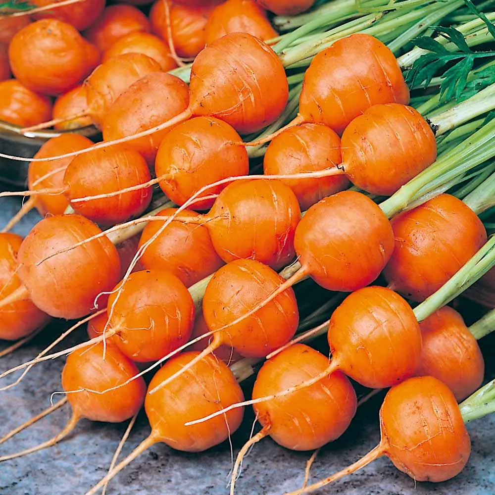 Bowling Carrots Seeds