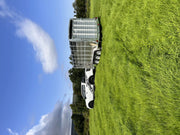 M-Tec 14ft x 6ft Tri Axle Livestock Trailer