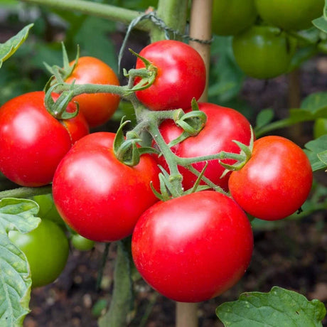 Doff Tomato Feed 2.5 Litre