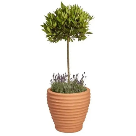 Moy Moroccan Planter Terracotta