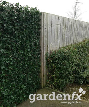 GreenFx Evergreen Artificial Hedge - 2m x 1m