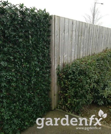 GreenFx Evergreen Artificial Hedge - 2m x 1m